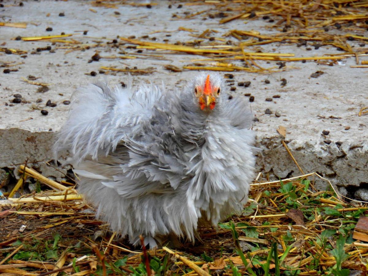 Gite Mont Saint Michel "Aucoeurdelabaie" Sains Zewnętrze zdjęcie